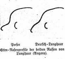 Handzeichnung von Prof. F. Schwangart aus der Tierbörse 1929